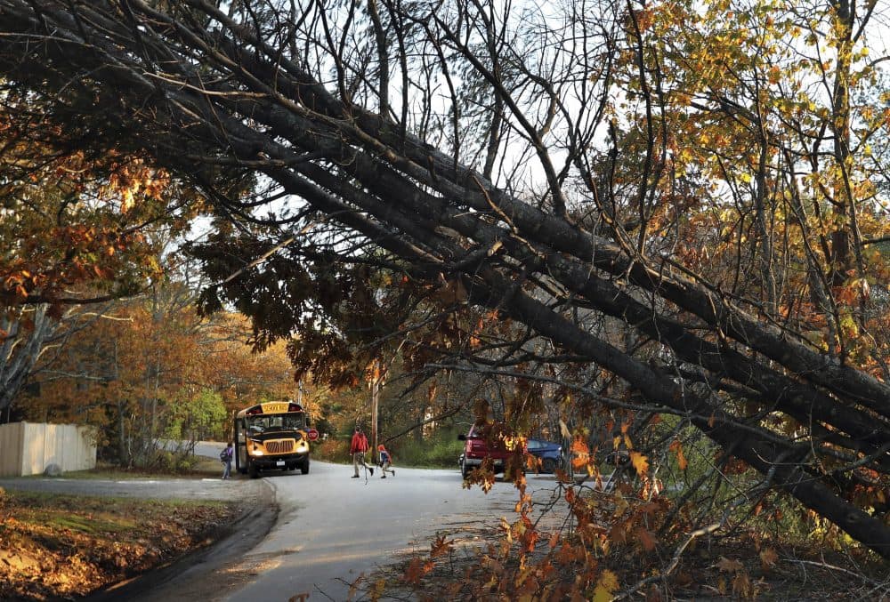 A father walks his child to a school bus at a temporary pick up location, Wednesday, Nov. 1, 2017, in Freeport, Maine, where storm-toppled trees still made several roads impassable following Monday's storm. Drought conditions across much of Maine may have contributed to the large numbers of trees that toppled during a storm that walloped the Northeast this week, officials said. (AP Photo/Robert F. Bukaty)