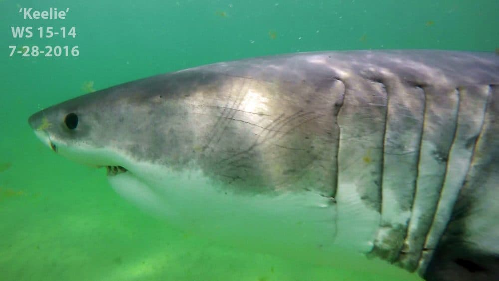 This July 28, 2016, frame from video provided by the Massachusetts Division of Marine Fisheries shows a white shark off the coast of Cape Cod, Mass. Scientists say the great white shark detected in waters off Maine could be a sign that the big fish might become more of a presence in the area in the years to come. (Greg Skomal/Massachusetts Division of Marine Fisheries via AP)