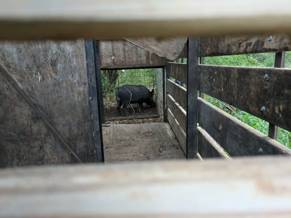 In Texas, feral pigs cause more than $50 million in damage to agriculture each year. (Paul Flahive/Texas Public Radio)