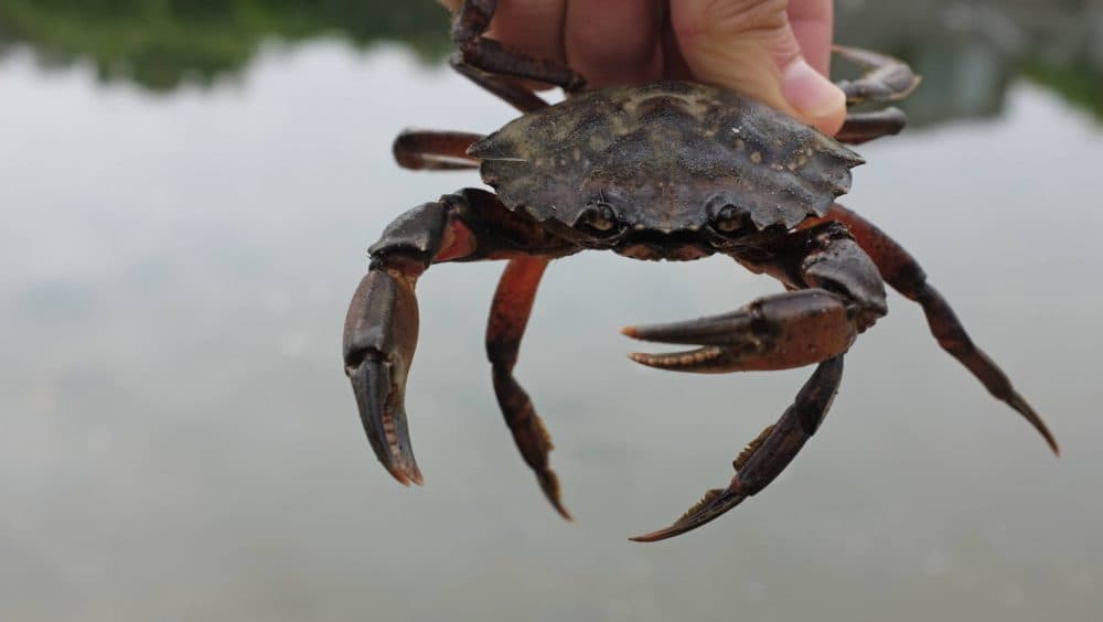 One of the roughly 10,000 invasive European green crabs removed from Seadrift Lagoon this summer by the Green Crab Project. (Peter Arcuni/KQED)