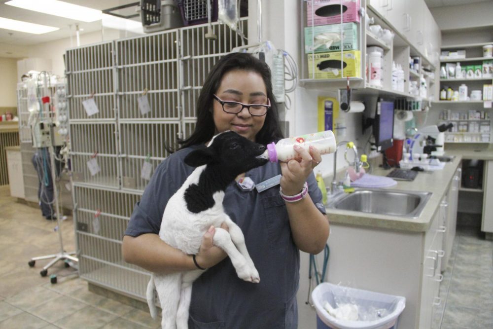 In addition to their client's pets, this Goodyear, Ariz., clinic usually has a few employee pets hanging out. This day, it was a lamb. (Mariana Dale/KJZZ)