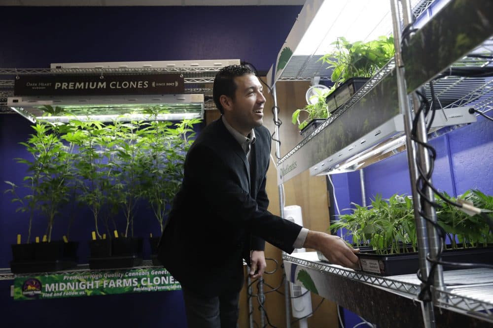 In this Dec. 29, 2017, photo, Khalil Moutawakkil, co-founder and CEO of KindPeoples, a marijuana dispensary, looks at different marijuana plants on display in his store in Santa Cruz, Calif. Californians may awake on New Year's Day to a stronger-than-normal whiff of marijuana as America's cannabis king lights up to celebrate the state's first legal retail pot sales. (Marcio Jose Sanchez/AP)
