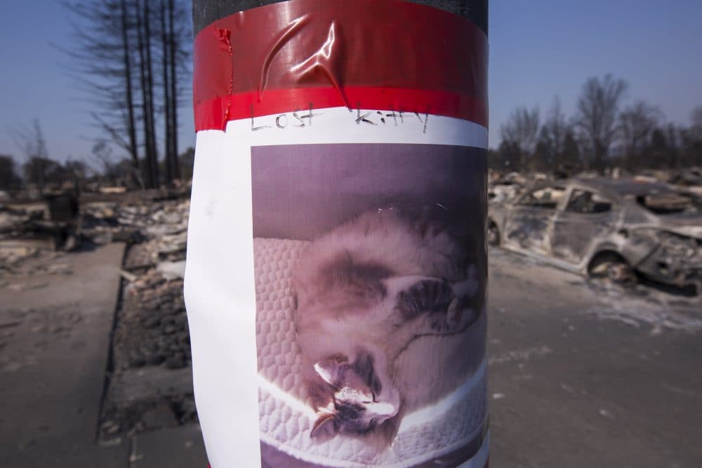 A lost cat poster is taped to a light pole in the fire-devastated Coffey Park neighborhood on Oct. 14, 2017 in Santa Rosa, Calif. (David McNew/Getty Images)