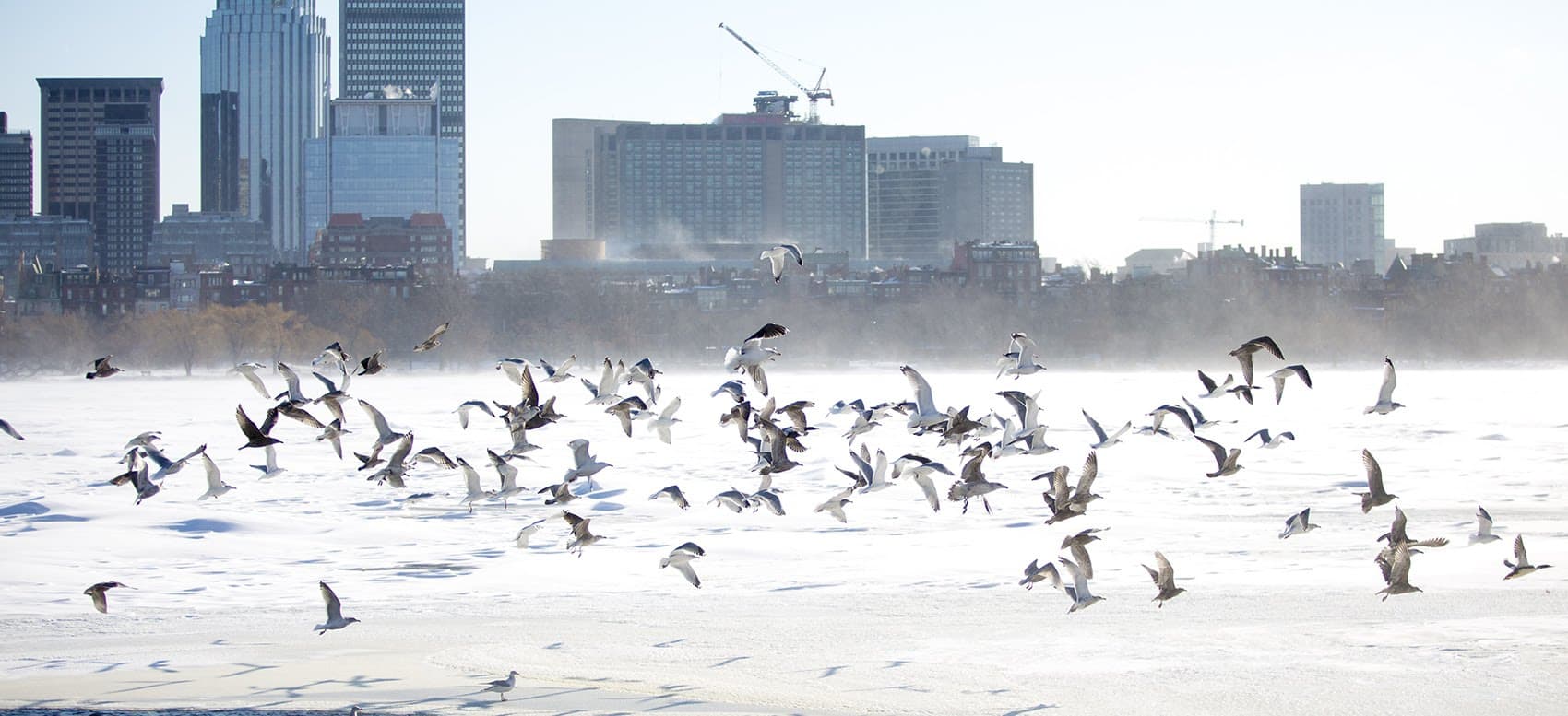 Birds take off from the snowy Charles River after a gust wind spooks them. (Jesse Costa/WBUR)