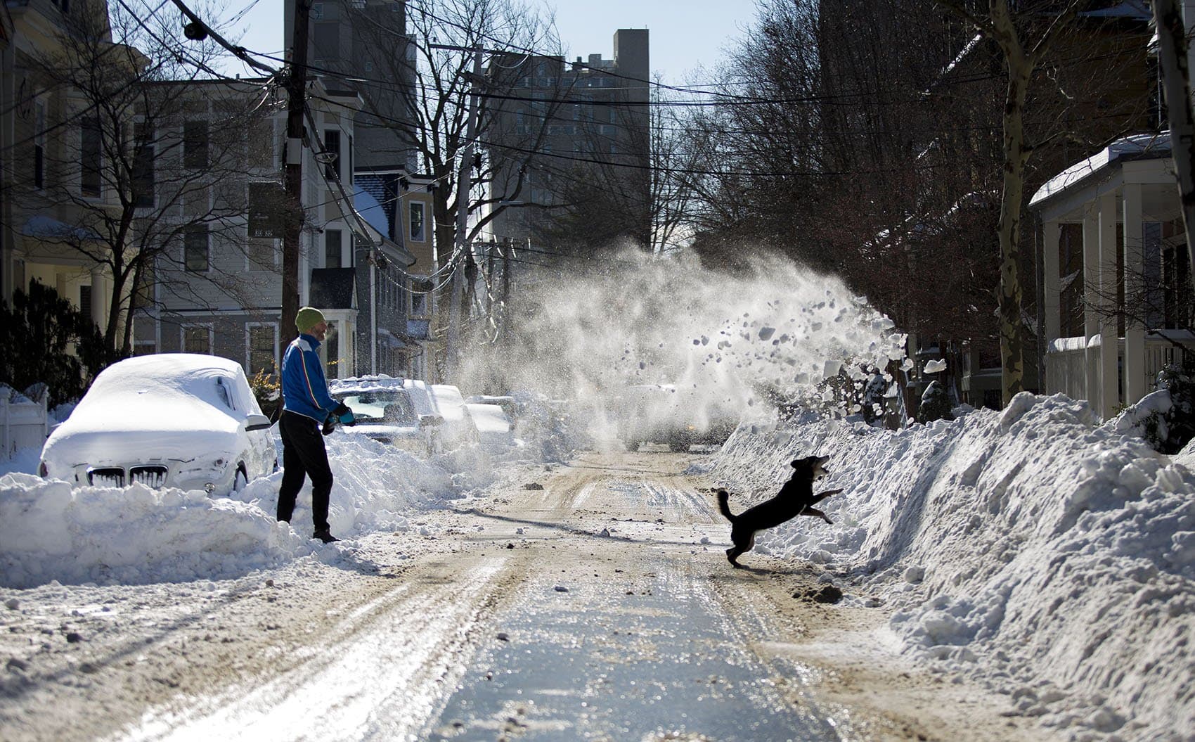 As Reed Alexander shovels his out his car on Banks Street in Cambridge, his dog Widget jumps into the snow he throws onto the snowbank across the street. (Jesse Costa/WBUR)