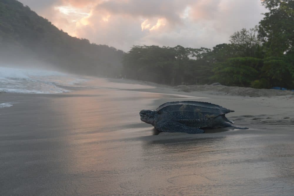 In this May 2, 2013 photo, a leatherback turtle heads back into the ocean after burying her clutch of eggs in the sand at daybreak on a narrow strip of beach in Grande Riviere, Trinidad. (David McFadden/AP)