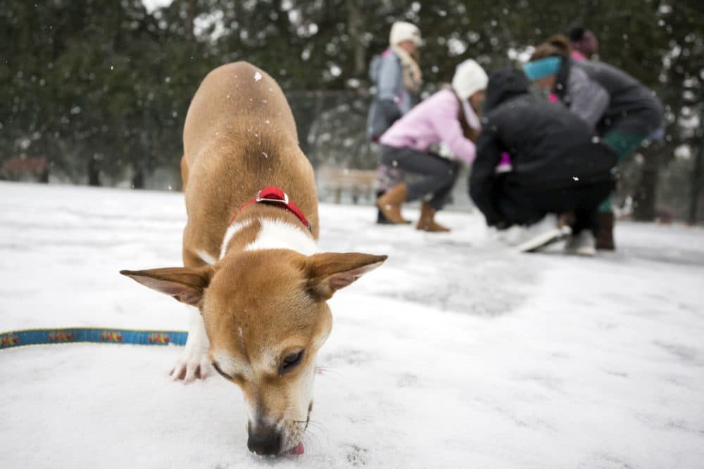 Seeing her first winter weather, 9-month-old Roxie, eats snow off the ground of the public basketball courts at Forsyth Park, Wednesday, Jan. 3, 2018, in Savannah, Ga. A brutal winter storm scattered a wintry mix of snow, sleet and freezing rain from normally balmy Florida up the Southeast seaboard Wednesday. (AP Photo/Stephen B. Morton)