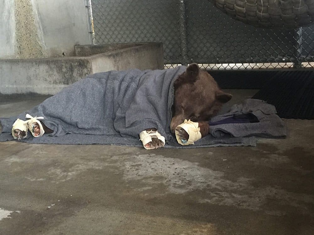The younger bear rests in her holding enclosure after her treatment is finished. The outer wrapping on her feet (made of corn husks) will delay her efforts to chew off the tilapia skin bandages underneath. (Karin Higgins/UC Davis)