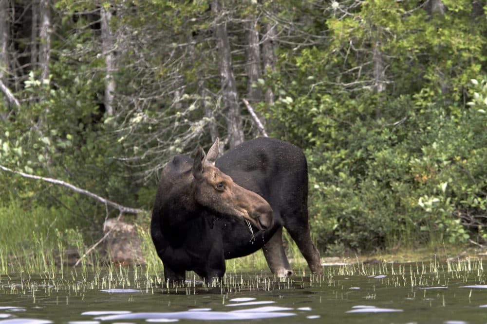 In this July 2011 photo, a moose picks its head up from eating grass from Pierce Pond in North New Portland, Maine. (Pat Wellenbach/AP)