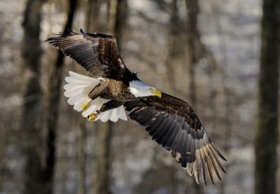 A bald eagle. (Courtesy Bill Byrne/MassWildlife)