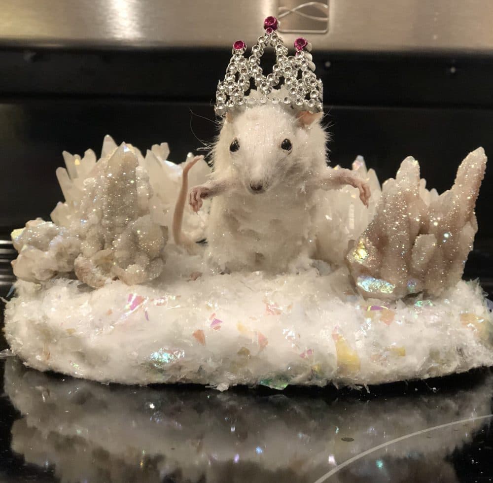 Elsa, the Snow Queen, Jessica Hager's rat. (Courtesy of Jessica Hager)
