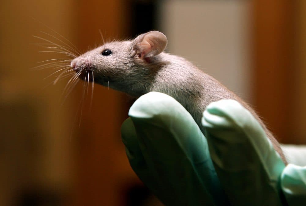 A technician holds a laboratory mouse at the Jackson Laboratory in Bar Harbor, Maine. (Robert F. Bukaty/AP)