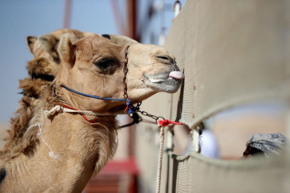 The Washington Nationals are looking to camels for help in finally getting over the playoff hump. (Francois Nel/Getty Images)