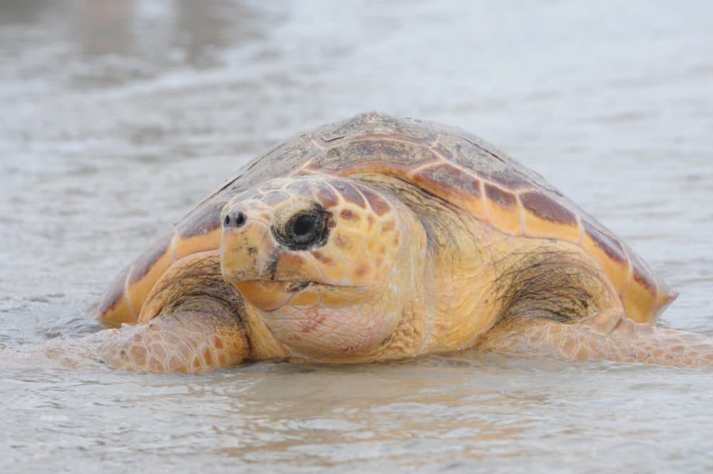 New England Aquarium biologists released 10 large loggerheads, including the one pictured here, and four Kemp's ridley sea turtles. (Courtesy New England Aquarium)