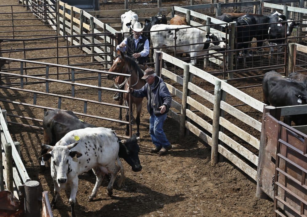 Cattle are herded into a sale arena at the Oklahoma National Stockyards in Oklahoma City, Tuesday, April 24, 2018. (Sue Ogrocki/AP)