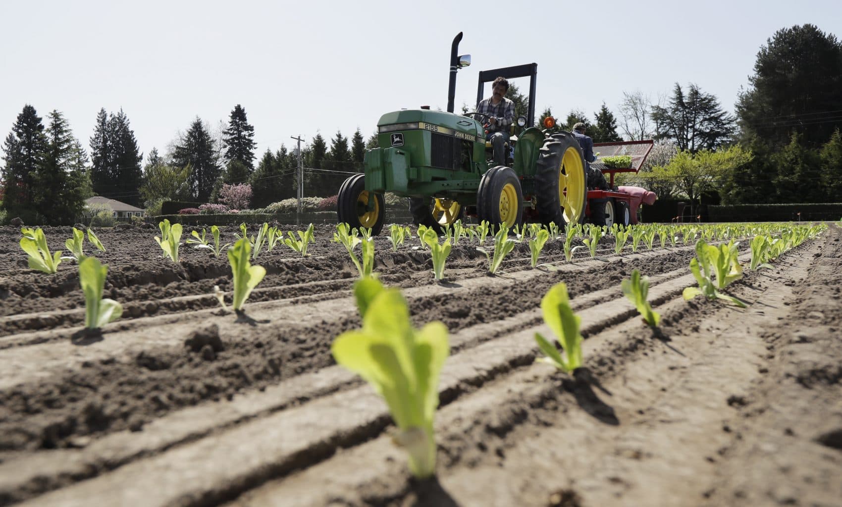 In this April 26, 2018, photo, workers plant romaine lettuce at the EG Richter Family Farm in Puyallup, Wash. (Ted S. Warren/AP)