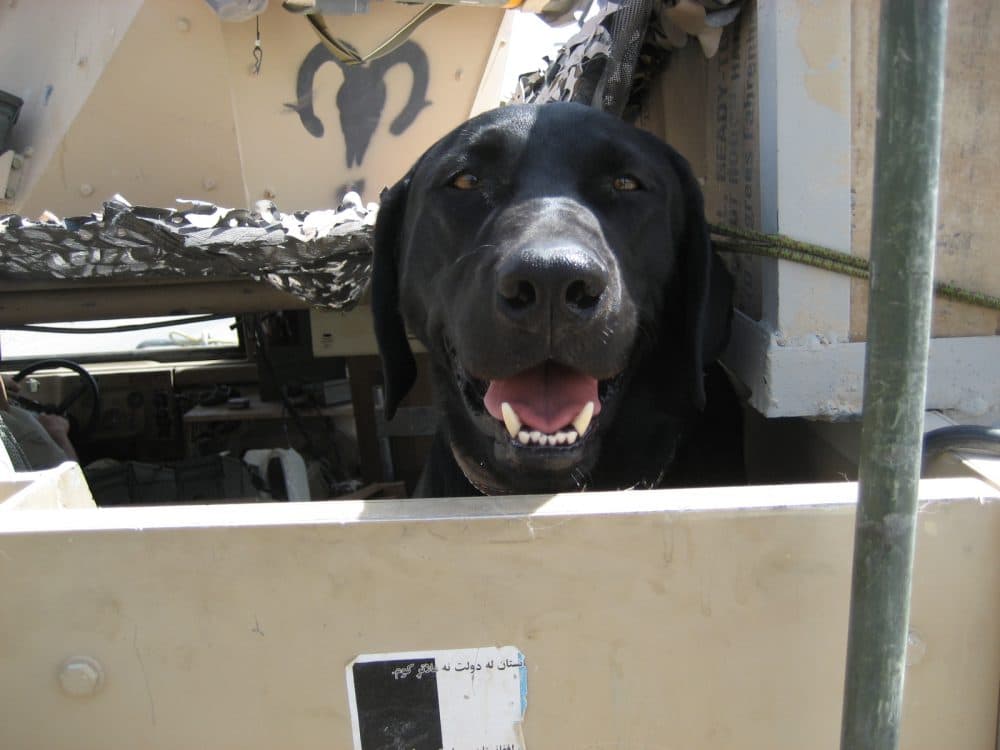 Jag, a Labrador retriever pictured here in Afghanistan, served with the U.S. Army for seven years and was a critical K-9 component in hundreds of missions protecting his fellow soldiers. (Courtesy American Humane)