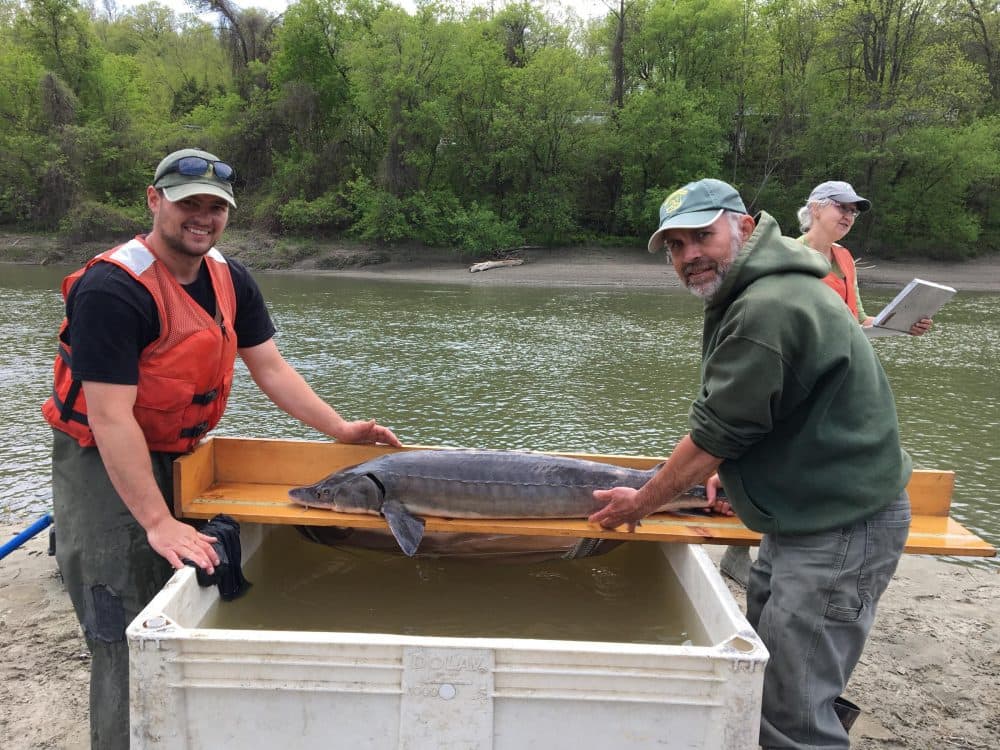 Fish and Wildlife technician Taylor Booth, left, and biologist Chet MacKenzie measure a male sturgeon caught in the Winooski River. (John Dillon/VPR)