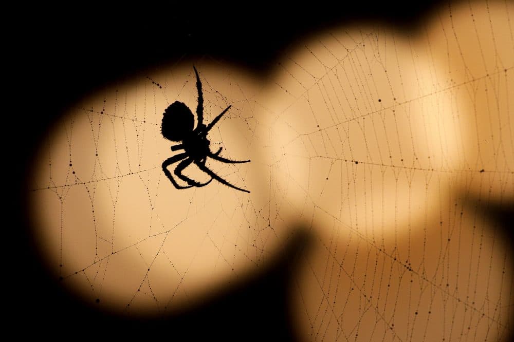 Listen to the music of a spider's web. Tell me what do you hear?