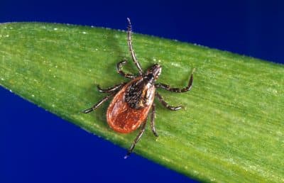 In this undated photo provided by the U.S. Centers for Disease Control and Prevention (CDC), a blacklegged tick - also known as a deer tick. (CDC via AP)