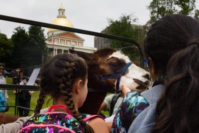 Tina the llama enjoys getting her chin scratched during the sixth annual Mass. Farm Bureau &quot;Livestock on the Common.&quot; (Elizabeth Gillis/WBUR)