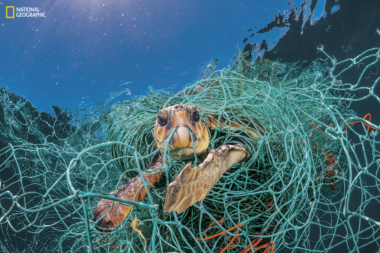 An old plastic fishing net snares a loggerhead turtle in the Mediterranean off Spain. The turtle could stretch its neck above water to breathe but would have died had the photographer not freed it.“Ghost fishing” by derelict gear is a big threat to sea turtles. (Courtesy Jordi Chias/National Geographic)