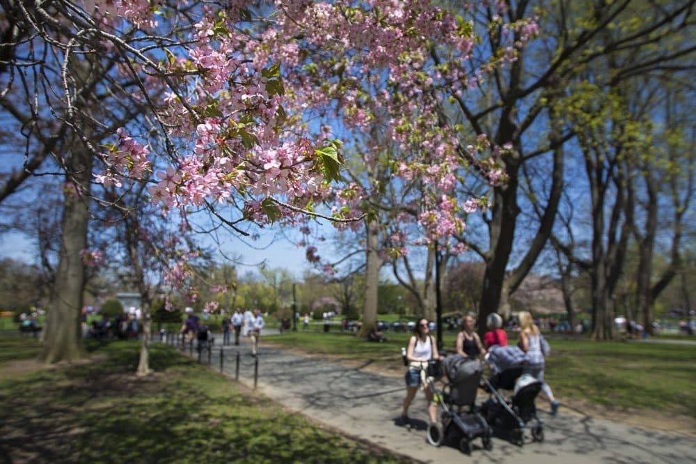 Trees were blooming in Boston Public Garden on a warm day in May. (Jesse Costa/WBUR)