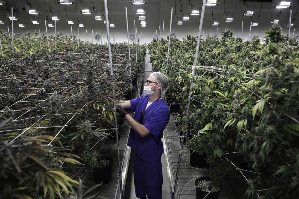 In this June 28, 2017 photo, Alessandro Cesario, the director of cultivation, works with marijuana plants at the Desert Grown Farms cultivation facility in Las Vegas. (John Locher/AP)