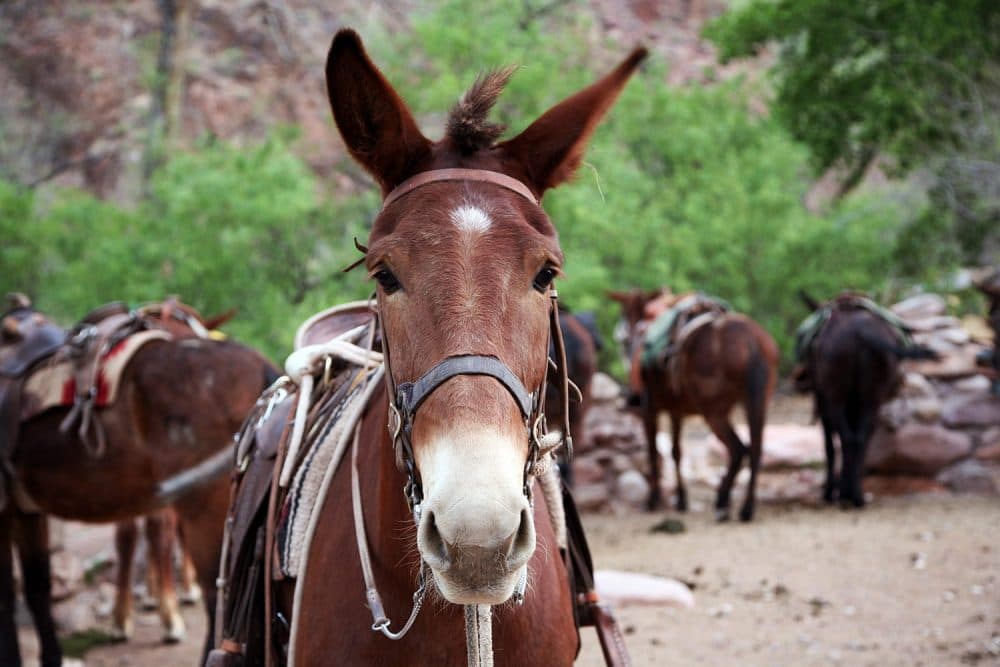 Mules have been the preferred draft animal at the canyon since prospectors, then tourists, started coming here in the late 1880s. Mule fans say the creatures are smarter and stronger than a horse, with a better sense of self-preservation. (Stina Sieg/KJZZ)
