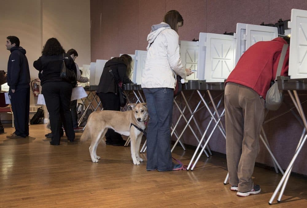 A dog waits by the voting booths at the Hellenic Cultural Center, Watertown, Mass. in 2016 (Robin Lubbock/WBUR)