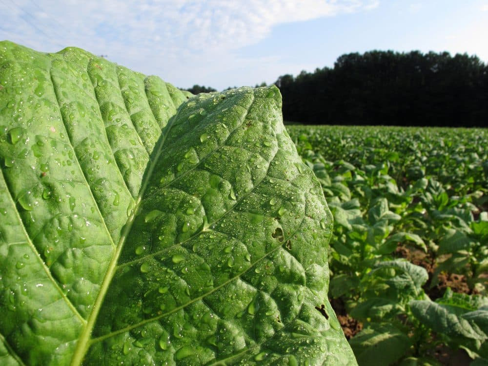 Early morning dew glistens on a tobacco leaf in a field outside Rolesville, N.C. (Allen G. Breed/AP)