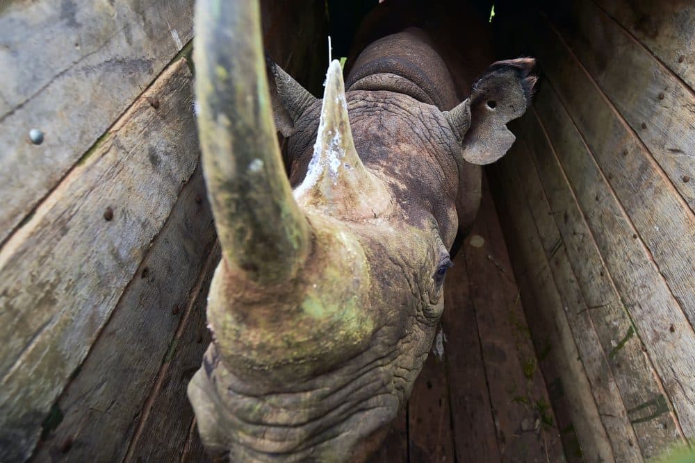 A Kenya Wildlife Services translocation team member checks on a male black rhinoceros in its crate after it has just been revived from sedation, June 26, 2018. (Tony Karumba/AFP/Getty Images)