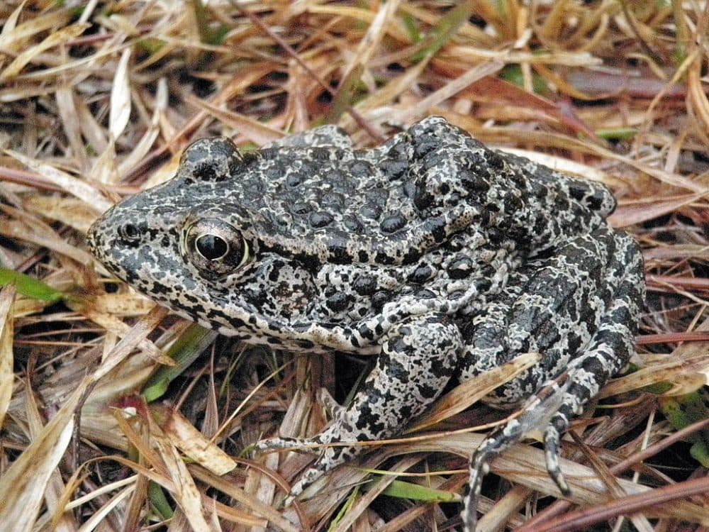 The dusky gopher frog. (U.S. Department of Agriculture via Wikimedia Commons)