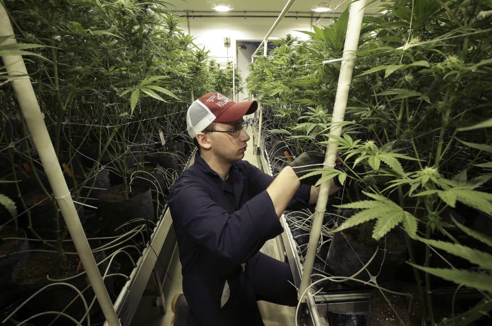 Head grower Mark Vlahos, of Milford, Mass., tends to cannabis plants, Thursday, July 12, 2018, at Sira Naturals medical marijuana cultivation facility, in Milford, Mass. (Steven Senne/AP)