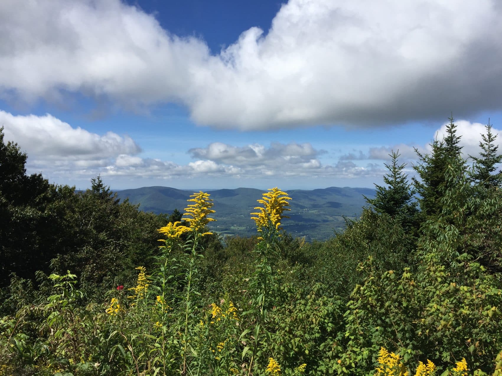The view from Mount Greylock, the highest peak in the Berkshires. (Beth J. Harpaz/AP)