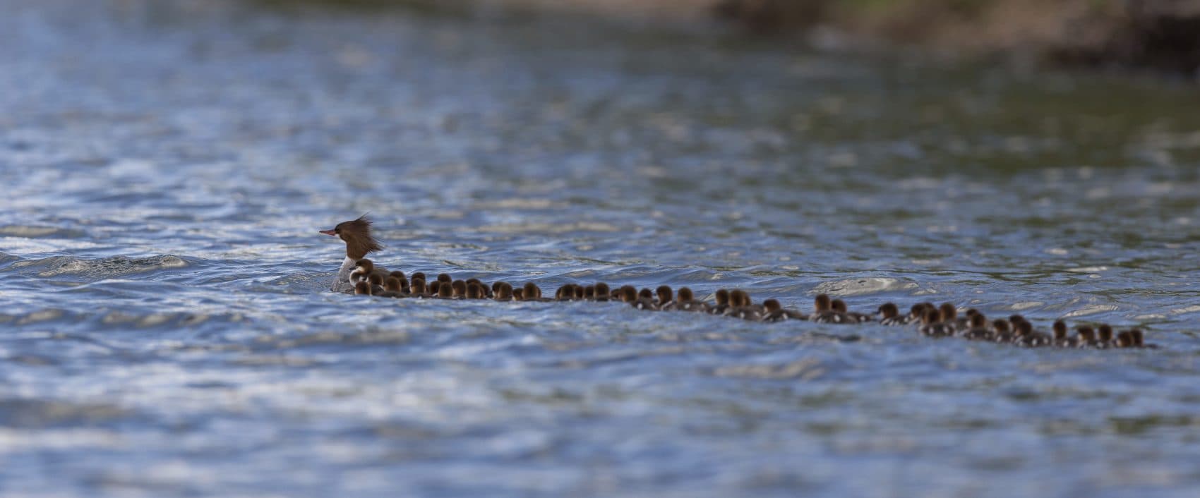 This June 27, 2018, photo provided by Brent Cizek shows a common merganser and a large group of ducklings following her, on Lake Bemidji in Bemidji, Minn. (Brent Cizek/brentcizekphoto.com via AP)