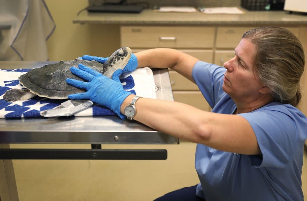 Veterinarian Dr. Heather Barron, from the Clinic for the Rehabilitation of Wildlife, checks the health of a Kemp's ridley sea turtle that was found washed ashore after becoming sick in the red tide on Aug. 1, 2018 in Sanibel, Fla. (Joe Raedle/Getty Images)