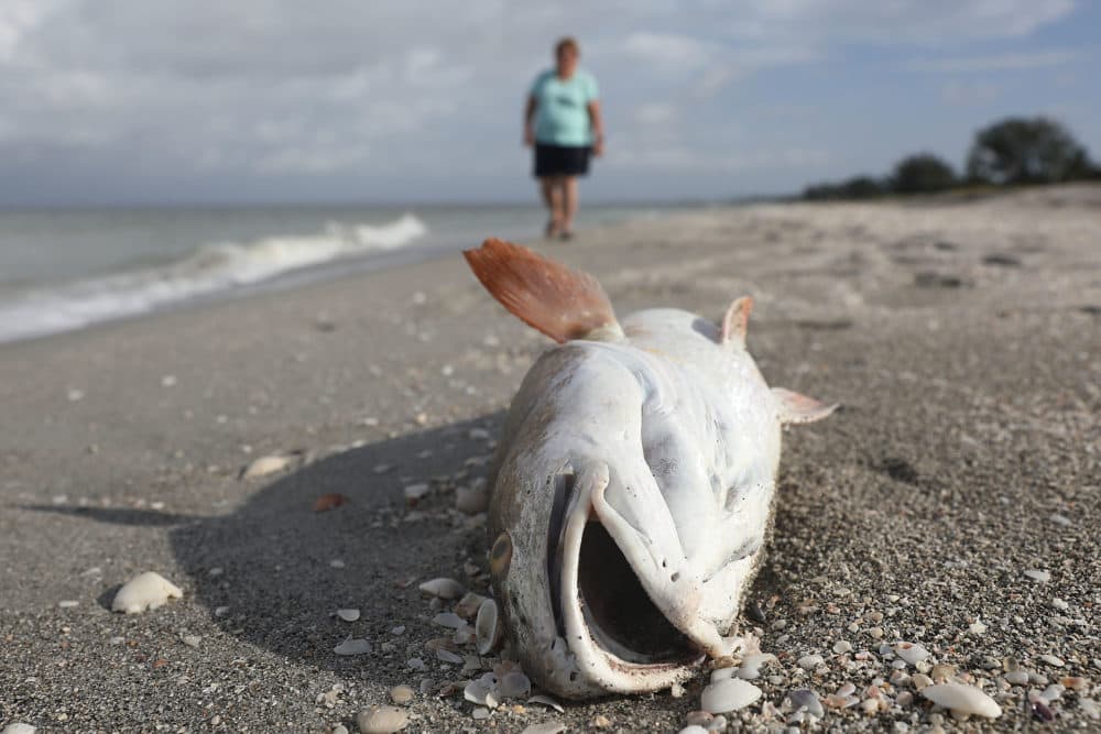 A fish is seen washed ashore after dying in a red tide on Aug. 1, 2018 in Captiva, Fla. Red tide season usually lasts from October to around February, but the current red tide has stayed along the coast for around 10 months, killing massive amounts of fish as well as sea turtles, manatees and a whale shark swimming in the area. (Joe Raedle/Getty Images)