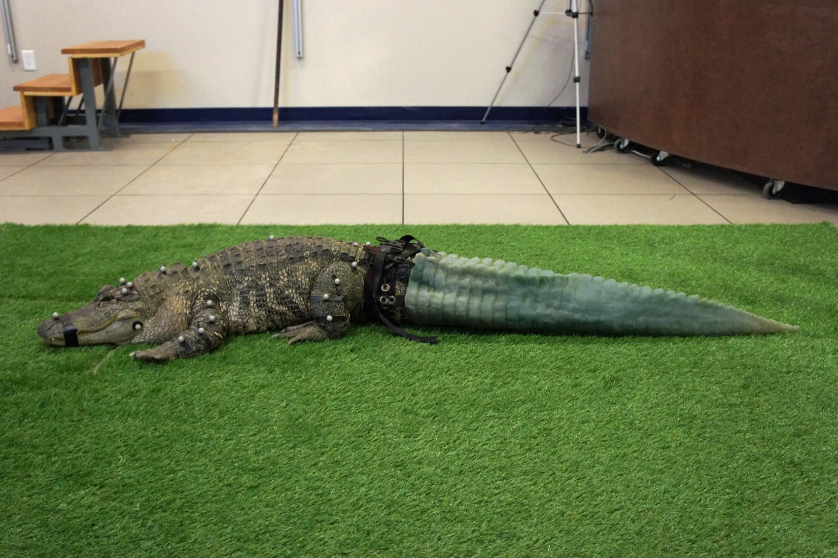 Mr. Stubbs and his 3D-printed tail. (Courtesy Phoenix Herpetological Society)