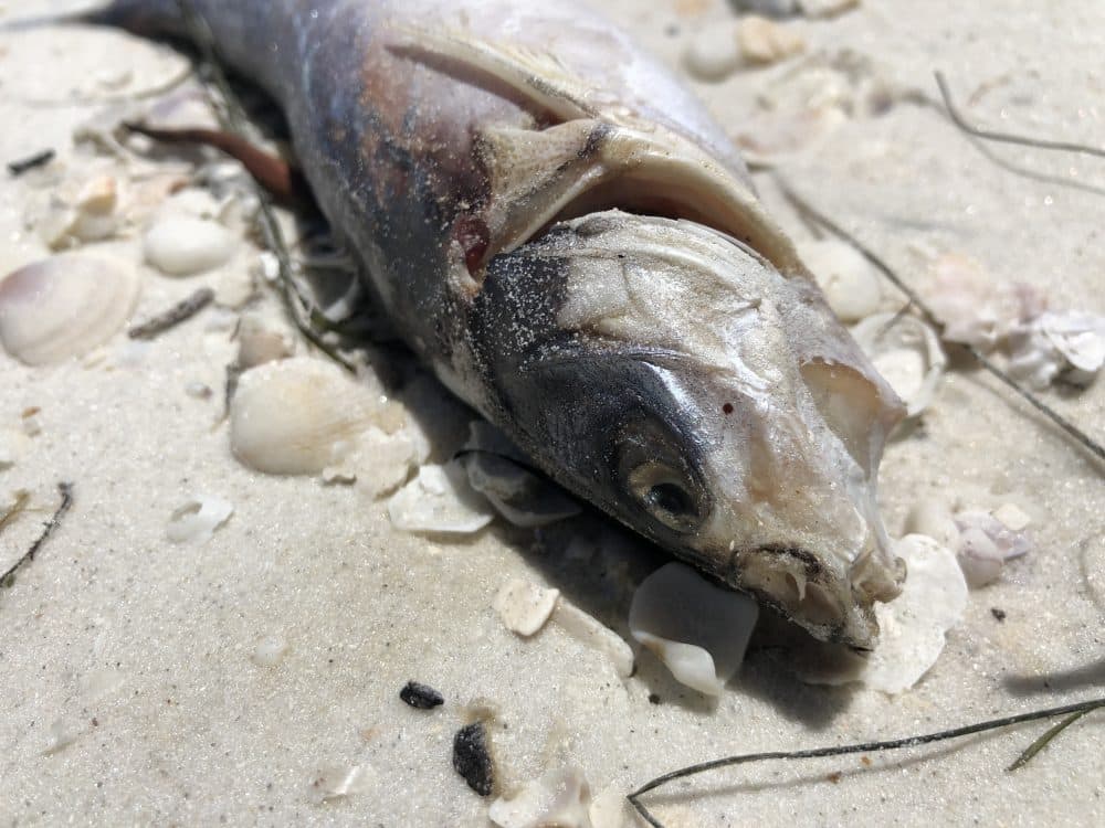 The carcass of a fish that was killed by red tide lays on a beach on Aug. 14, 2018, in Bonita Springs, Fla, an area where large numbers of marine life has been found dead and washed up on beaches. (Gianrigo Marletta/AFP/Getty Images)