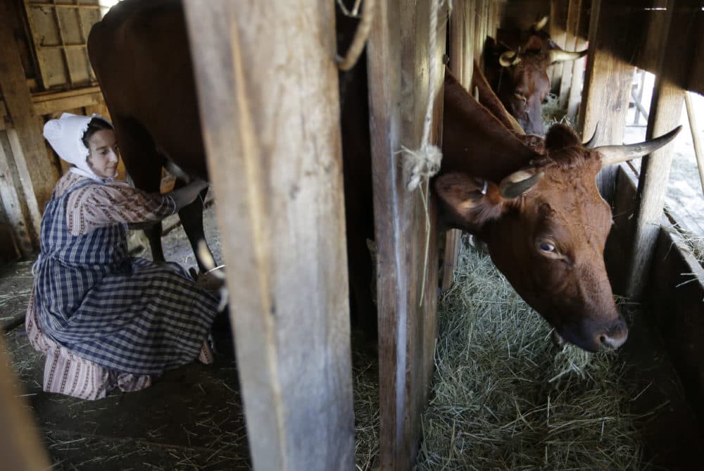 Ellen Watterson reenacts an 1830s farm worker milking a cow named May in a barn at Old Sturbridge Village. (Steven Senne/AP)