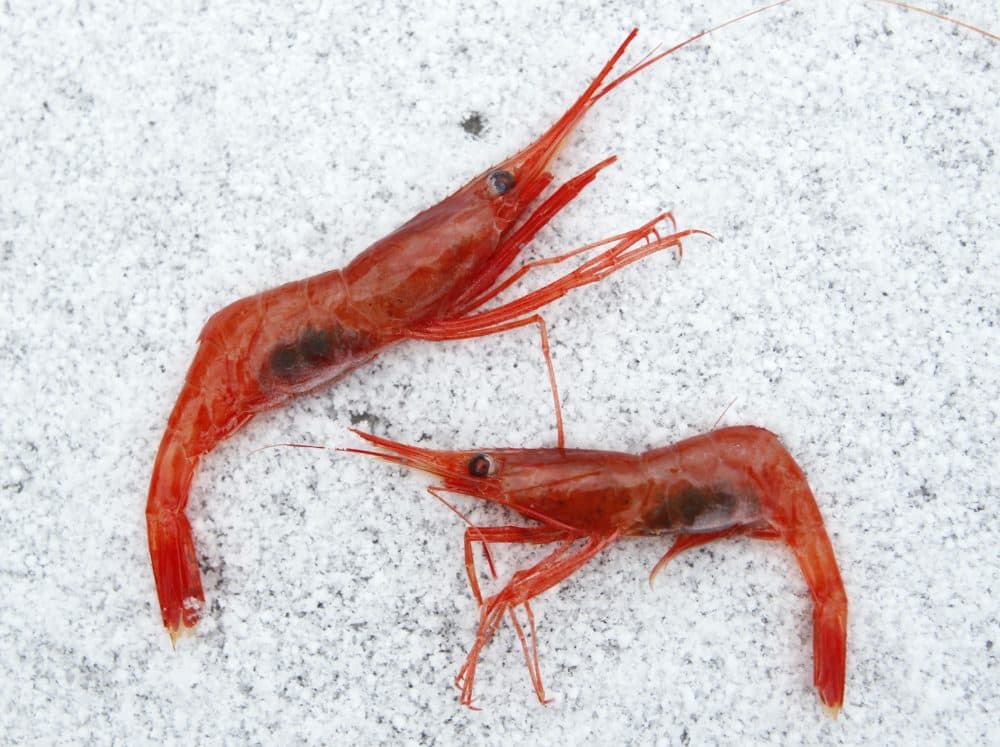 In this Jan. 2012 file photo, northern shrimp lay on snow aboard a trawler in the Gulf of Maine. Seafood lovers might see the return of Maine shrimp to fish market counters and restaurants next year if interstate regulators decide the critter's population is strong enough. The Maine shrimp fishery has been shut down since 2013. (Robert F. Bukaty, AP File Photo)