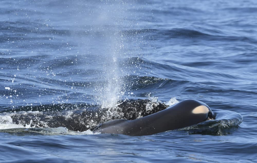 A baby orca whale was pushed by her mother after being born off the Canada coast near Victoria, British Columbia. The new orca died soon after being born and was seen on Tuesday, July 24, 2018, being pushed to the surface by her mother just a half hour after it was spotted alive. (David Ellifrit/Center for Whale Research via AP)