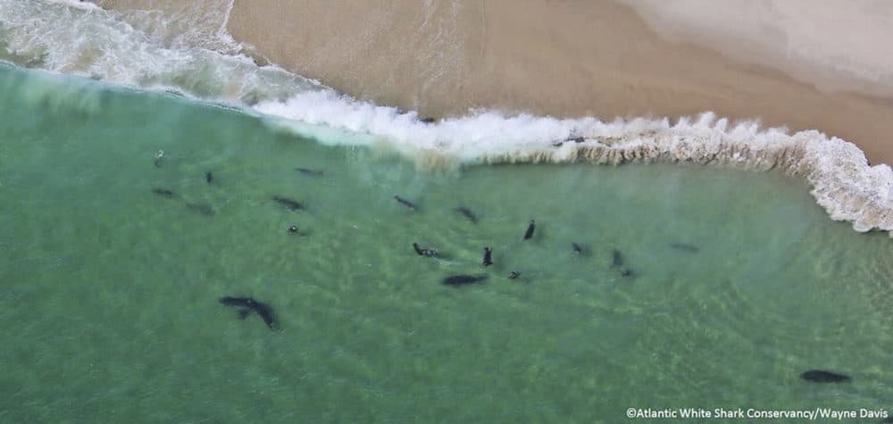 In this undated photo, sharks swim close to shore off Monomoy National Wildlife Refuge in Chatham, Mass. A prominent shark researcher says smaller, younger great white sharks are being spotted in greater numbers off Cape Cod. Massachusetts marine biologist Greg Skomal says the presence of juvenile sharks contributes to more human encounters because the young sharks swim closer to shore than their adult counterparts. (Wayne Davis/Atlantic White Shark Conservancy via AP)