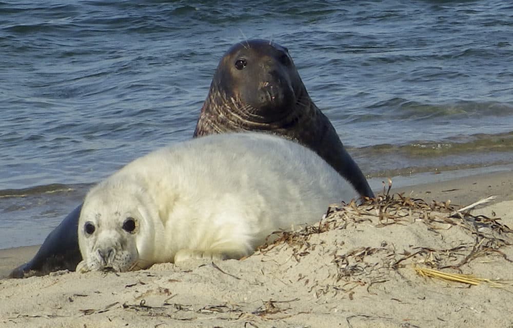 In this 2016 photo released by the National Oceanic and Atmospheric Administration, a gray seal mother and pup lie on the beach of Muskeget Island. (Kimberly Murray/NOAA via AP)