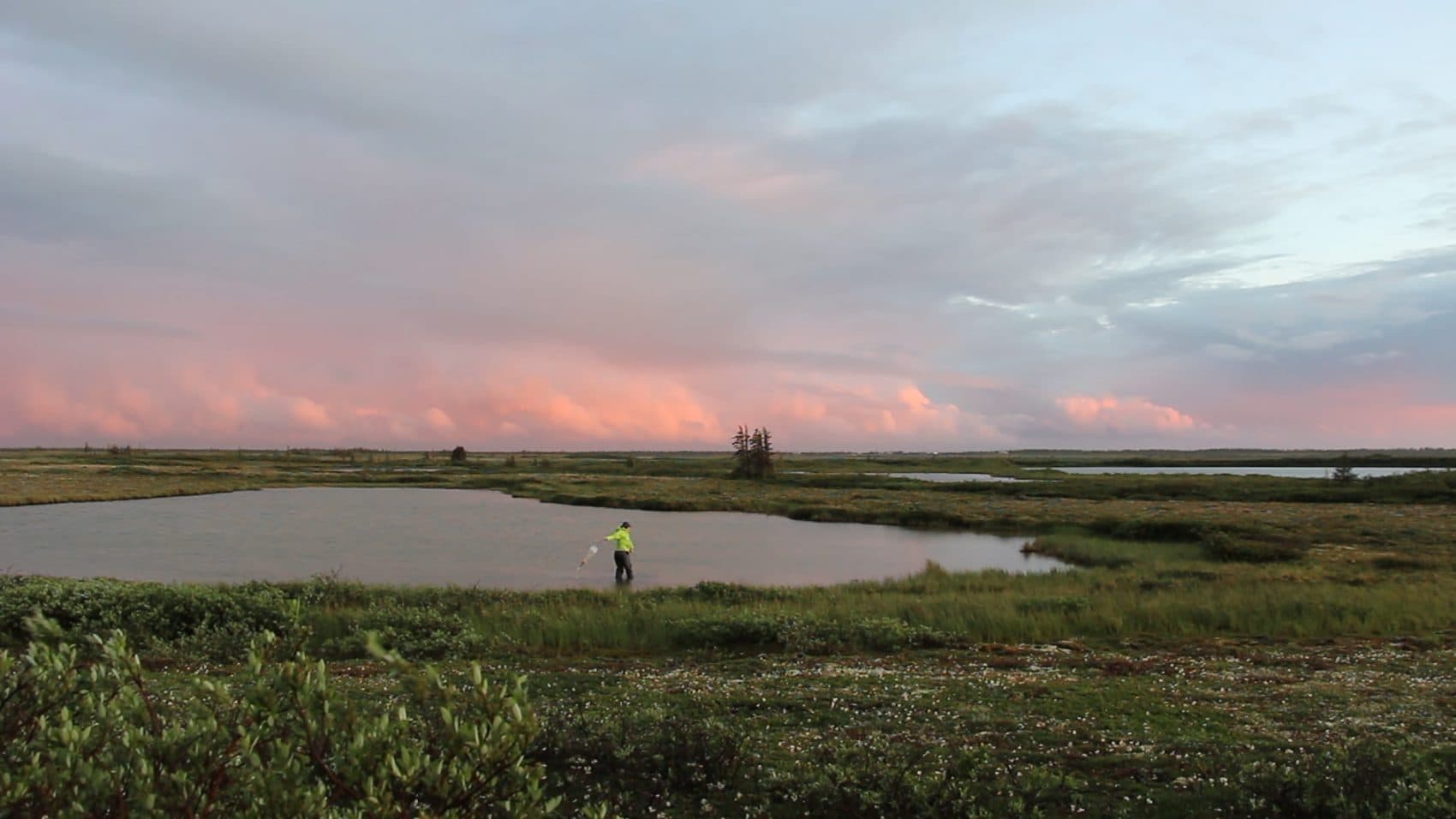 A researcher collects Daphnia samples in Manitoba. (Courtesy Allison Maria Rodriguez)