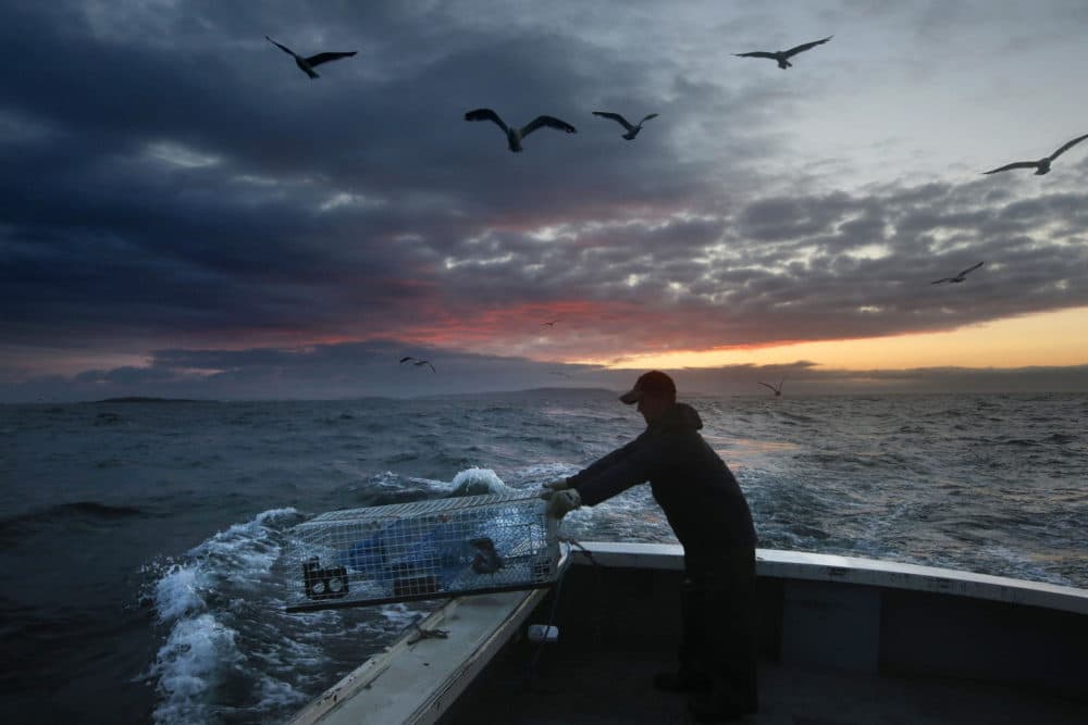 In this July 29, 2014 file photo, Brandon Demmons sends a lobster trap overboard at dawn off of Monhegan Island, Maine. A group of scientists led by Andrew Thomas of the University of Maine says the warming of the Gulf of Maine has added up to 66 days of summer-like temperatures to the body of water. (AP Photo/Robert F. Bukaty, File)