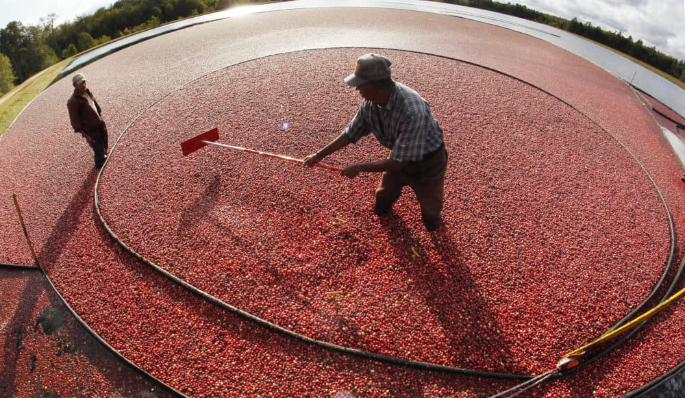In this 2011 file photo, Miguel Sandel of Middleborough rakes cranberries into a loading tube during an afternoon harvest at the Hannula cranberry bogs in Carver. (Charles Krupa/AP)