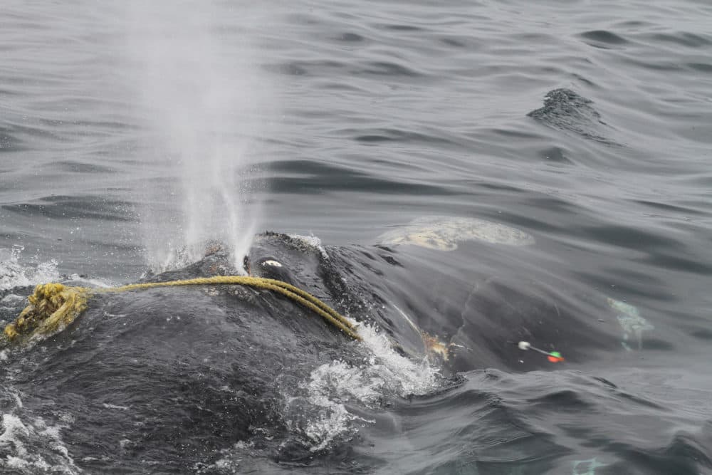 A right whale known as “Kleenex” is entangled in fishing gear on Stellwagen Bank off of Massachusetts, (Lisa Sette/Center for Coastal Studies via AP)