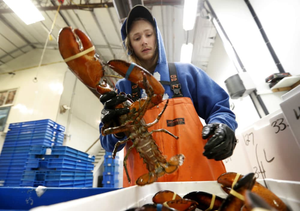 Kyle Bruns packs a live lobster for shipment to Hong Kong at The Lobster Company in Arundel, Maine on Sept. 11, 2018. China is a major buyer of lobsters, and the country imposed a heavy tariff on exports from the U.S. in early July amid trade hostilities between the two superpowers. Exporters in the U.S. say their business in China has dried up since then. (Robert F. Bukaty/AP Photo)